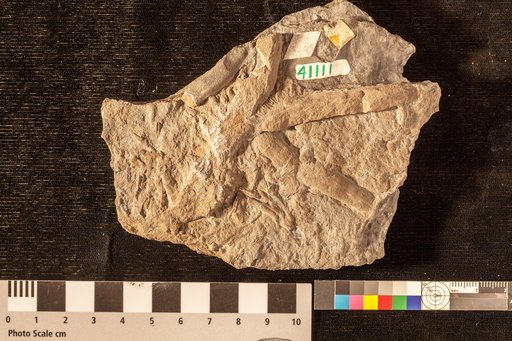 Palaeophycus ? striatus Hall
