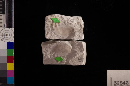 Leguminosites copaiferanus Berry