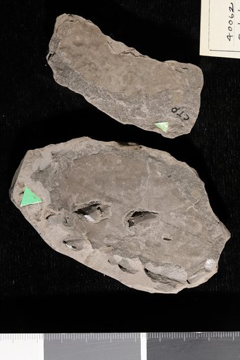 Celastrophyllum crenatum Heer