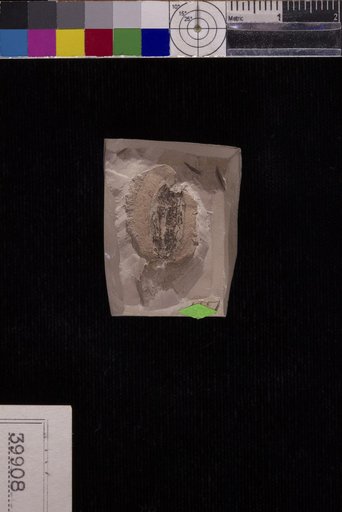 Terminalia vera Berry
