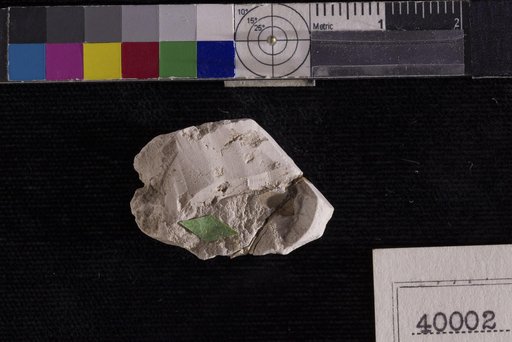 Phyllites grenadensis Berry
