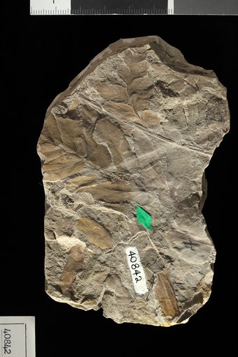 Odontopteris newberryi Lesquereux