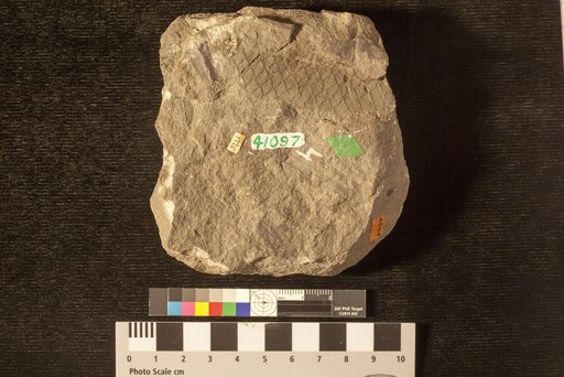 Lepidodendron rhombicum Dawson