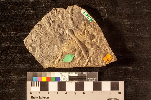 Palaeophycus ? striatus Hall