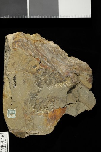 Aneimites fertilis Adams et al.