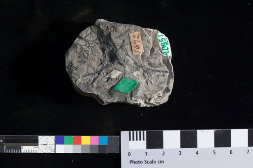 Hymenophyllites adnascens Lesquereux