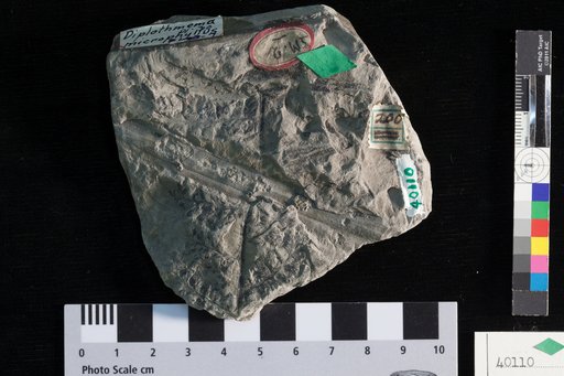 Diplothmema microphylla (Lesquereux) White