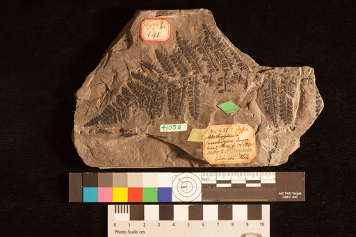 Pecopteris pseudovestita Lesquereux