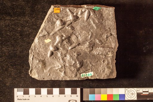 Ichnophycus tridactylus Hall