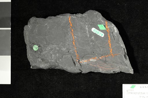 Sphenophyllum tenerrimum Ettingshausen
