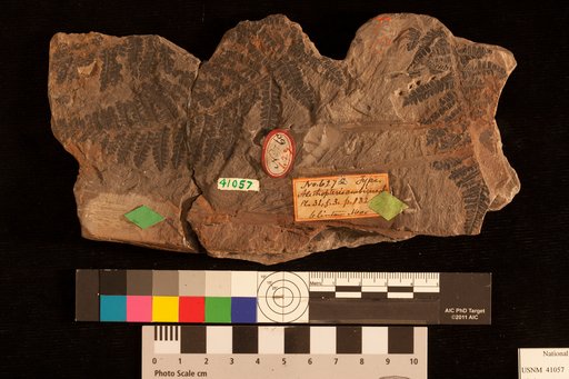 Alethopteris ambigua Lesquereux