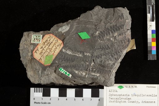 Sphenopteris inequilateralis Lesquereux