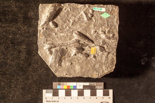 Palaeophycus sp Hall