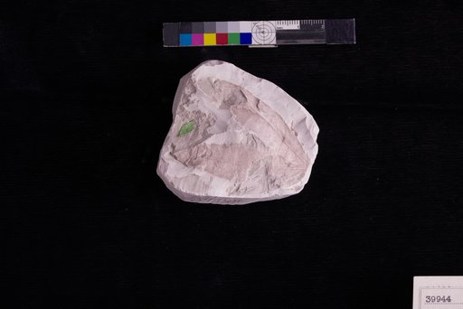 Oreopanax wilcoxensis var. crenulatus Berry