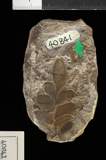 Odontopteris newberryi Lesquereux