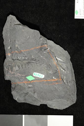 Alethopteris evansi Lesquereux
