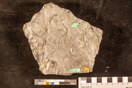 Ichnophycus tridactylus Hall