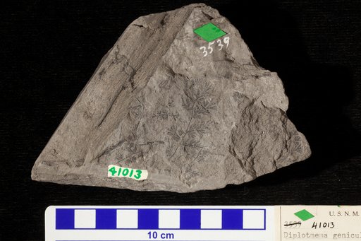 Diplothmema geniculatum (Germar & Kaulfass) Stur