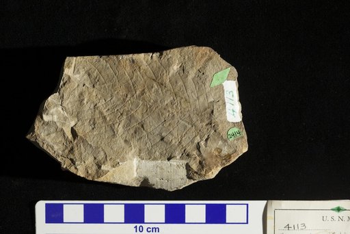 Ulmus orbicularis Ward