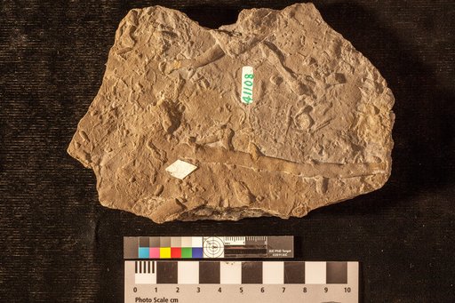 Palaeophycus ? striatus Hall