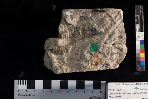Lepidostrobus salisburyi Lesquereux
