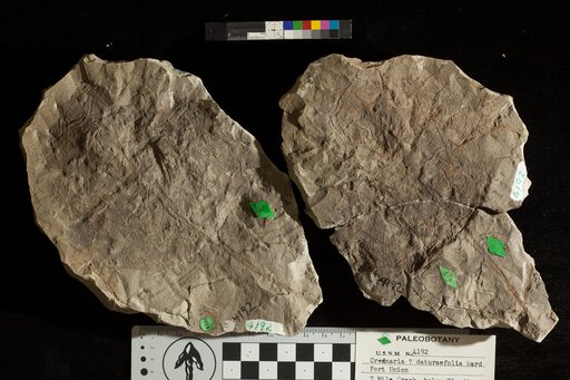 Credneria ? daturaefolia Ward