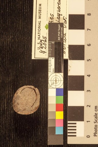 Carpolithes brandoniana Lesquereux