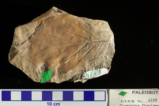 Diospyros ficoidea Lesquereux