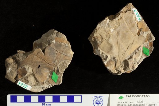 Ginkgo adiantoides (Unger) Heer