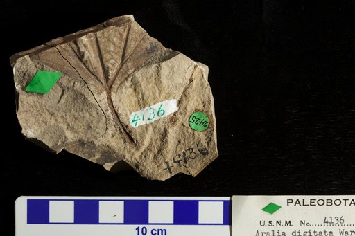 Aralia digitata Ward