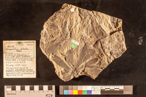 Noeggerathia spatulata Dana