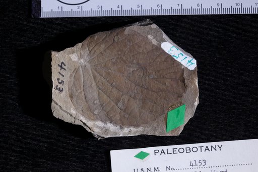 Ficus viburnifolia Ward