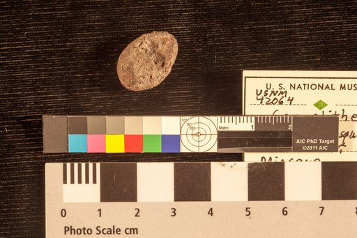 Carpolithes brandoniana Lesquereux