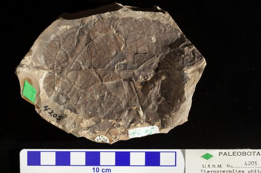 Pterospermites whitei Ward