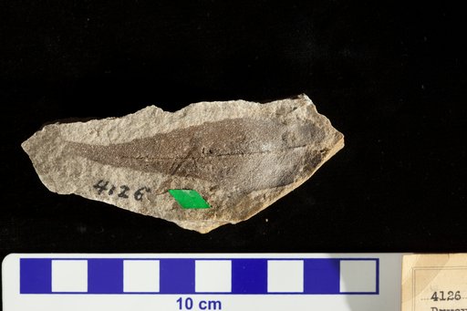 Dryophyllum falcatum Ward