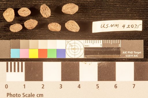 Nyssa complanata Lesquereux