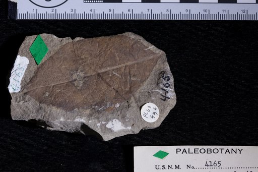 Diospyros brachysepala Braun
