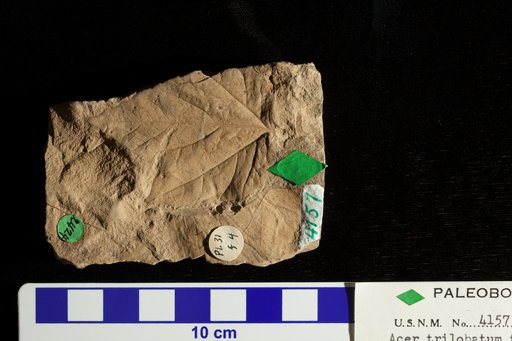 Acer trilobatum subsp. tricuspidatum (Braun) Heer