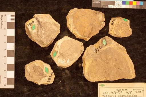 Paliurus zizyphoides Lesquereux