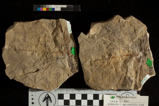 Credneria ? daturaefolia Ward