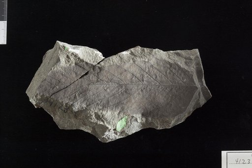 Dryophyllum aquamarum Ward