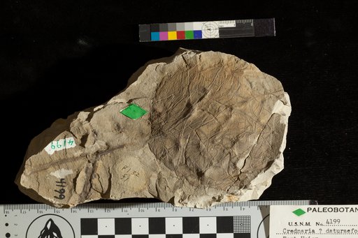 Credneria ? daturaefolia Ward