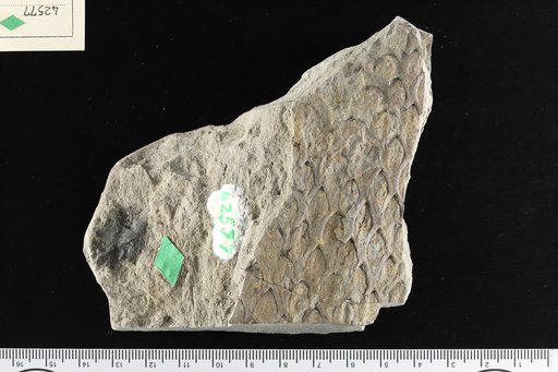 Lepidodendron obovatum Sternberg