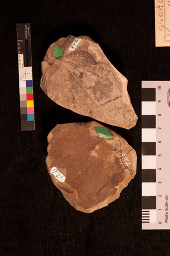 Zizyphus fibrillosus Lesquereux