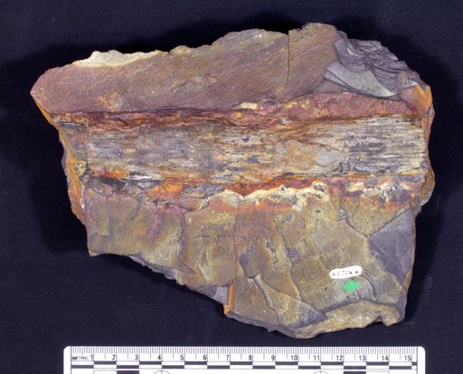 Phytokneme rhodona Andrews Et Al