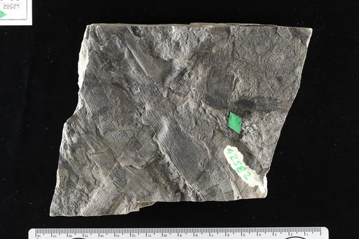Calamites suckowi Brongniart