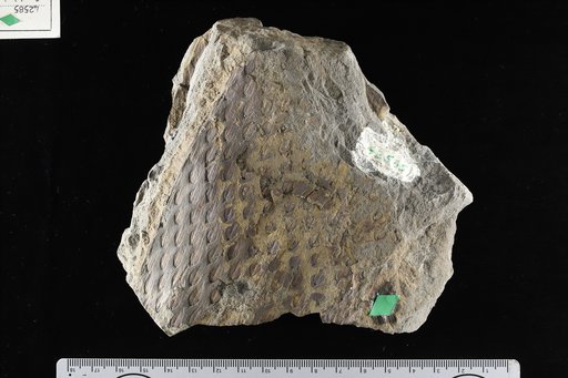Lepidodendron rimosum Sternberg
