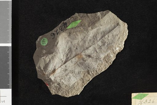 Persea pseudo-carolinensis Lesquereux