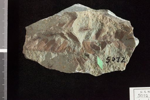 Aspidium xantholithen Knowlton