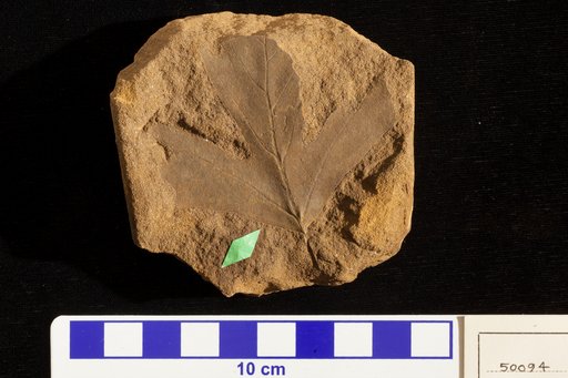 Acerites multiformis Lesquereux